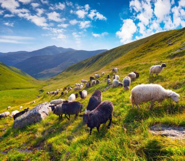 Dağ otlağında koyun sürüsü. Karpat Dağları 'ndaki güneşli yaz manzarası. Kvasy Köyü, Ukrayna, Avrupa. Kırsal konseptin güzelliği
