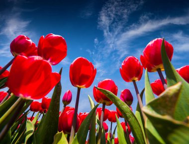 Hollanda çiftliğinde bahar zamanı kırmızı laleler çiçek açar. Güneşli bir sabahta mavi gökyüzünde güzel çiçekler.