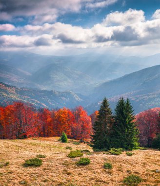 Karpat Dağları 'nda güzel bir açık hava manzarası. Svydovets dağ sırası, Transcarpathian, Ukrayna, Avrupa 'daki renkli sonbahar manzarası. İşlenmiş fotoğraf sonrası sanatsal stil.