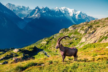 Mont Blanc (Monte Bianco) arka planında Alpine Ibex (Capra Ibex). Güneşli yaz sabahı Vallon de Berard Doğa Koruma Alanı, Chamonix bölgesi, Graian Alpleri, Fransa, Avrupa. 