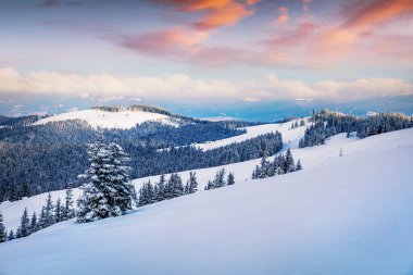 Karpat dağlarında, köknar ağaçlarıyla kaplı dramatik kış gündoğumu. Renkli açık hava sahnesi, mutlu yeni yıl kutlaması konsepti. İşlenmiş fotoğraf sonrası sanatsal stil.