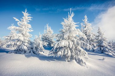 Dağ ormanında güneşli bir sabah manzarası. Karlı ormanda parlak kış manzarası, mutlu yeni yıl kutlaması konsepti. İşlenmiş fotoğraf sonrası sanatsal stil.