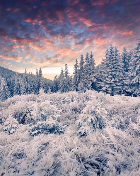 Dramatický Zimní Východ Slunce Karpatských Horách Zasněženou Trávou Jedlemi Barevná — Stock fotografie