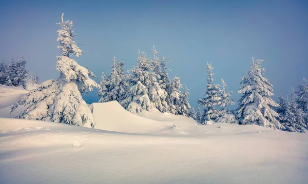 Fantástico Inverno Wiev Montanhas Dos Cárpatos Com Abetos Cobertos Neve — Fotografia de Stock