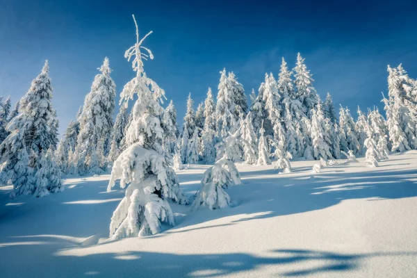 Vzrušující Zimní Pohled Horský Les Zasněženými Jedlemi Karpat Ukrajina Evropa — Stock fotografie