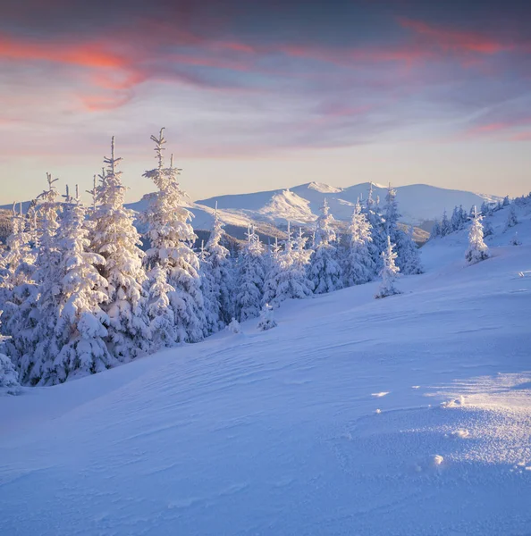 Зимний Восход Солнца Карпатах Заснеженными Деревьями Красочная Сцена Открытом Воздухе — стоковое фото