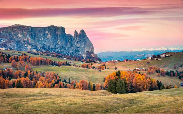 Hihetetlen Napkelte Alpe Siusi Gyönyörű Sárga Vörösfenyő Fák Schlern Sciliar — Stock Fotó