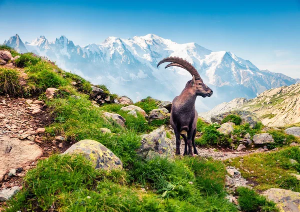 Alpine Ibex Capra Ibex Mont Blanc Monte Bianco Background Misty — Stock Photo, Image
