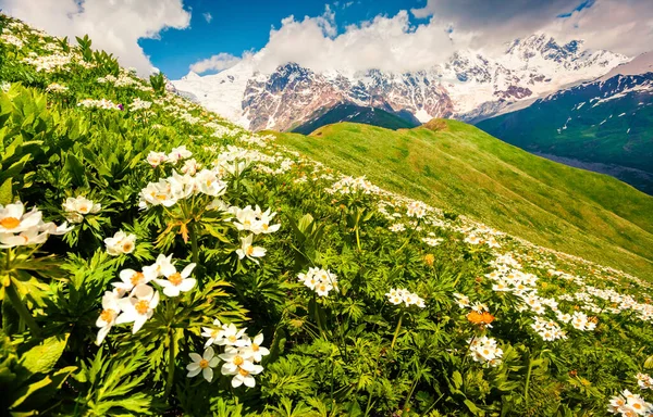 Поля Цветущих Белых Цветов Горах Кавказа Величественный Летний Вид Гору — стоковое фото
