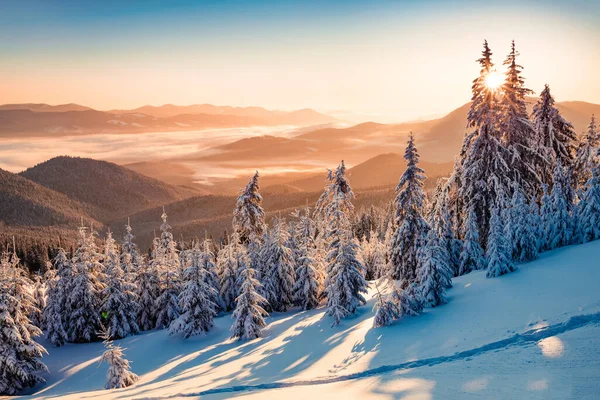 Působivá Zimní Scenérie Karpatských Hor Zasněženými Jedlemi Nádherná Venkovní Scéna — Stock fotografie