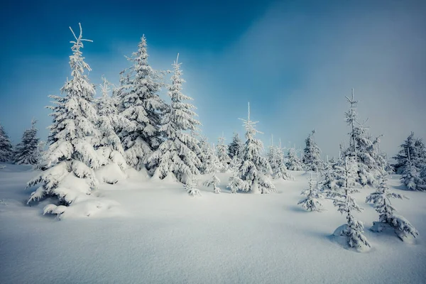 Otroligt Morgonutsikt Över Fjällskogen Underbar Utomhusscen Med Granar Täckta Nysnö — Stockfoto