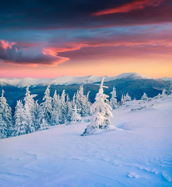 Neuvěřitelný Zimní Východ Slunce Karpat Horách Jedlemi Zakryl Sníh Barevná — Stock fotografie