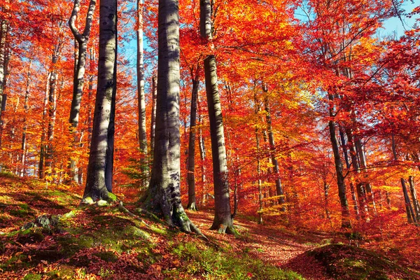 Bella Vista Sulla Foresta Autunnale Splendida Scena Mattutina Nel Colorato — Foto Stock