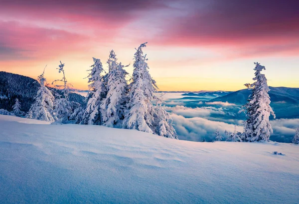 Působivý Zimní Východ Slunce Karpatských Horách Zasněženými Jedlemi Barevná Ranní — Stock fotografie