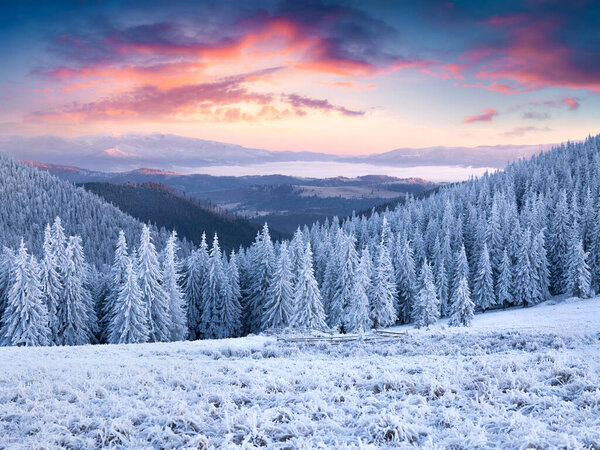 Unbelievable winter sunset in Carpathian mountains with snow covered grass and fir trees. Beautiful outdoor scene, Happy New Year celebration concept. Artistic style post processed.