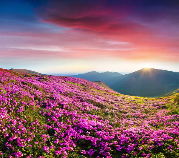 Farbenfroher Sommersonnenaufgang Mit Blühenden Rhododendronblüten Herrliche Landschaft Den Karpaten Ukraine — Stockfoto