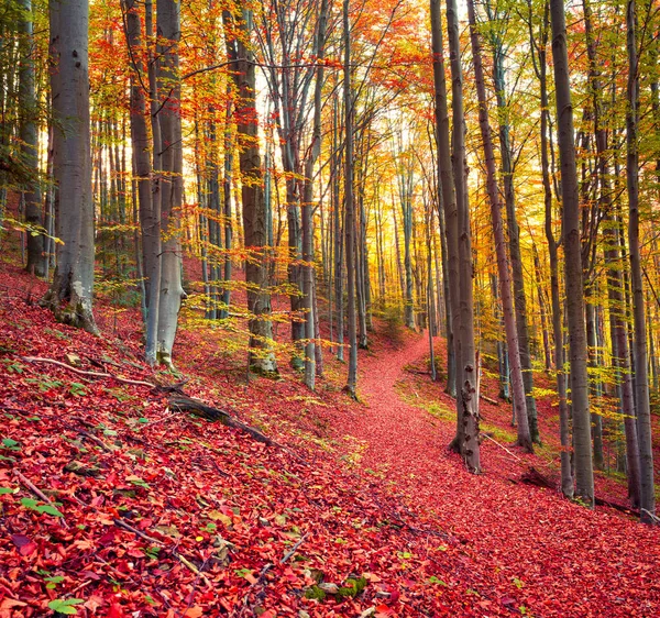 Красочный Осенний Ссен Горном Лесу Утренний Вид Карпатах Украина Европа — стоковое фото