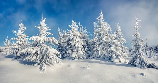 Panorama Soleado Mañana Del Bosque Montaña Paisaje Invierno Brillante Bosque —  Fotos de Stock