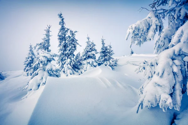 Fantástica Vista Invierno Las Montañas Cárpatos Con Abetos Cubiertos Nieve — Foto de Stock