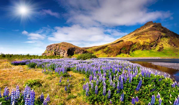 Paisaje Típico Islandés Con Flores Lupino Flor Campo Junio Soleada — Foto de Stock