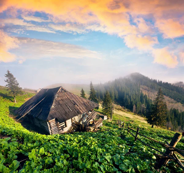 Paysage Estival Abominable Des Carpates Avec Cabane Forestier Splendide Scène — Photo