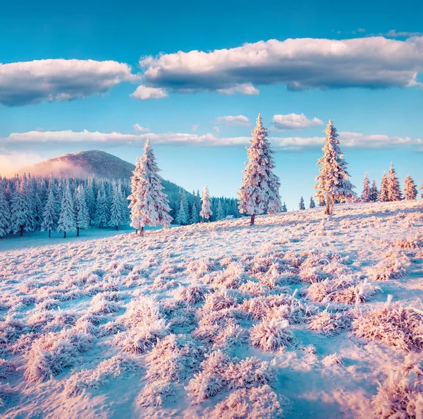 Fantastic Winter Sunrise Carpathian Mountains Snow Covered Fir Trees Colorful — Stock Photo, Image