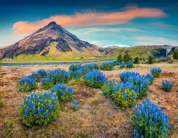 Цветущие Люпиновые Цветы Возле Величественного Водопада Скогафосс Южной Исландии Европа — стоковое фото