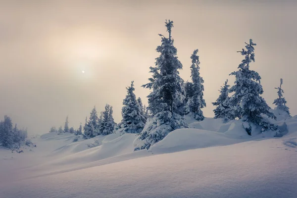 Nascer Sol Nebuloso Inverno Nas Montanhas Dos Cárpatos Com Abetos — Fotografia de Stock
