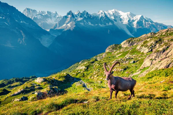 Ibex Alpino Capra Ibex Sobre Fondo Del Mont Blanc Monte — Foto de Stock