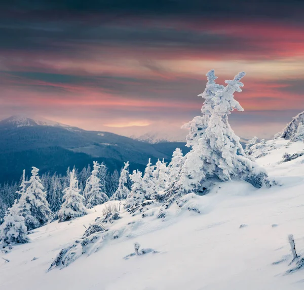 Dramatic Winter Sunrise Carpathian Mountains Snow Covered Fir Trees Colorful — Stock Photo, Image