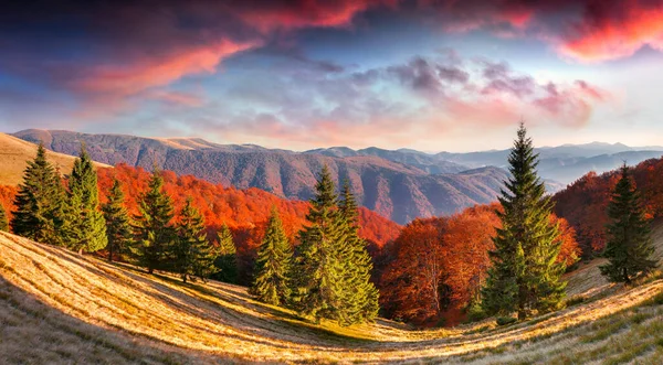 秋の山の中でカラフルなシーン カルパティア ウクライナ ヨーロッパで劇的な夕日 芸術風のポスト処理写真 — ストック写真