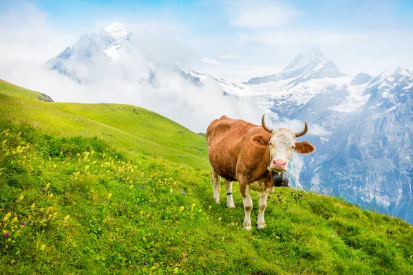 Ganado Pasto Montaña Colorida Vista Mañana Bernese Oberland Alps Ubicación — Foto de Stock