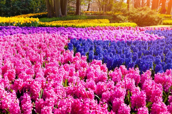 Fields Blooming Hyacinth Flowers Keukenhof Gardens Used Background Beautiful Spring — Stock Photo, Image
