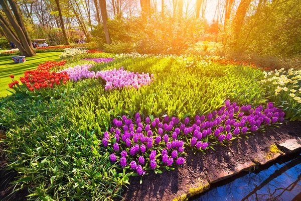 Colorful Spring Sunrise Keukenhof Gardens Blooming Hyacinth Flowers Netherlands Europe — Stock Photo, Image