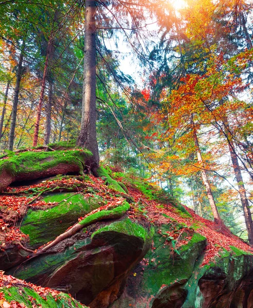 Красочная Осенняя Сцена Горном Лесу Спокойный Вид Природного Лесного Заповедника — стоковое фото