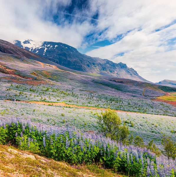 Типичный Исландский Пейзаж Полем Цветущих Люпиновых Цветов Июне Солнечное Летнее — стоковое фото