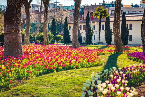 伊斯坦布尔Gulhane Rosehouse 公园盛开的郁金香花 土耳其 欧洲的户外风景很美 城市公园阳光灿烂的春景 自然美概念背景 — 图库照片