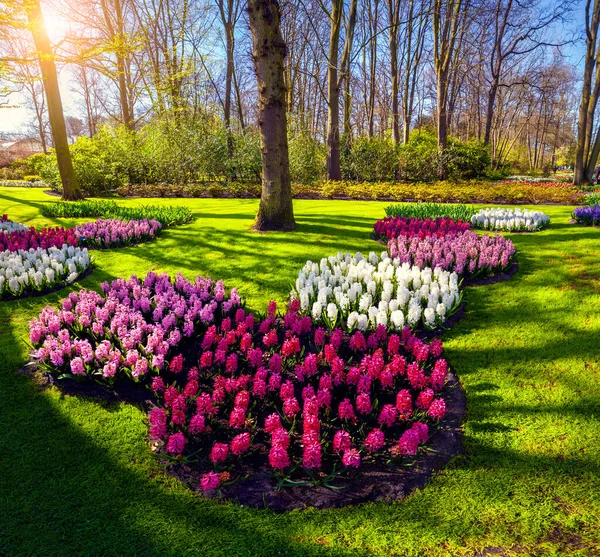 Spring Sunrise Keukenhof Gardens Beautiful Outdoor Scenery Blooming Hyacinth Flowers — Stock Photo, Image