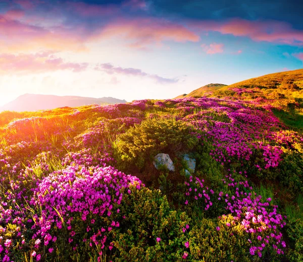 Farbenfroher Sommersonnenaufgang Mit Blühenden Rhododendronblüten Herrliche Landschaft Den Karpaten Ukraine — Stockfoto