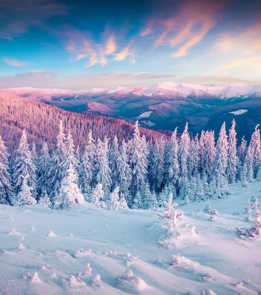 Fantástico Nascer Sol Inverno Nas Montanhas Dos Cárpatos Com Árvores — Fotografia de Stock