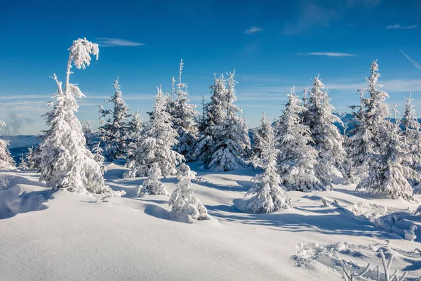 Slunečná Ranní Scéna Horském Lese Jasná Zimní Krajina Zasněženém Lese — Stock fotografie