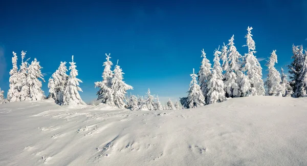 Escena Soleada Mañana Bosque Montaña Paisaje Invierno Brillante Bosque Nevado — Foto de Stock