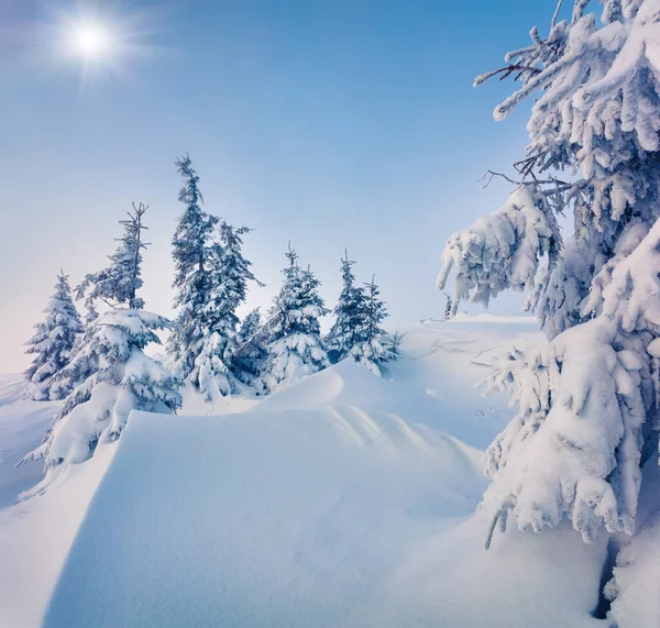 Escena Soleada Mañana Bosque Montaña Después Fuertes Nevadas Paisaje Invierno — Foto de Stock