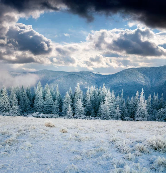 Dramatická Zimní Scéna Karpatských Hor Zasněženými Jedlemi Krásná Venkovní Scéna — Stock fotografie
