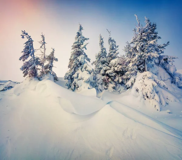 Nascer Sol Inverno Colorido Cárpatos Com Abetos Cobertos Neve Cena — Fotografia de Stock