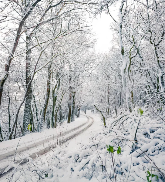 Tomma Landsvägen Den Snöiga Skogen Vacker Vinterscen Med Träd Täckt — Stockfoto