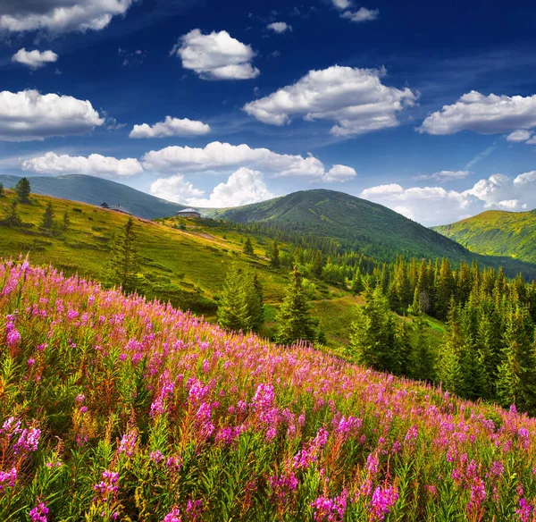 Malowniczy Letni Krajobraz Karpatach Polami Kwitnących Żebraków Kleszczy Kwiaty Słoneczny — Zdjęcie stockowe