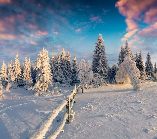 Schilderachtige Zonsopgang Karpaten Met Besneeuwde Dennenbomen Kleurrijke Outdoor Scene Happy — Stockfoto