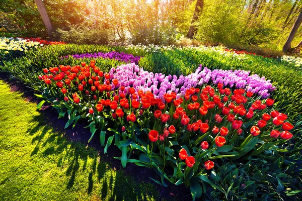 Sunrise Keukenhof Gardens Beautiful Outdoor Scenery Red Tulips Netherlands Europe — Stock Photo, Image