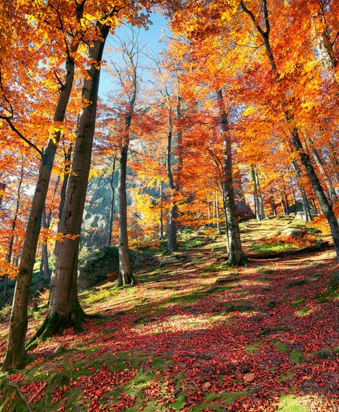 Bella Vista Sulla Foresta Autunnale Splendida Scena Mattutina Nel Colorato — Foto Stock